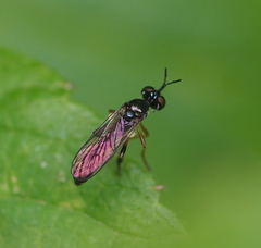 Dioctria lateralis