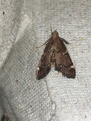 Hypsopygia intermedialis