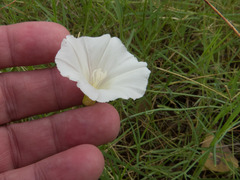 Calystegia longipes