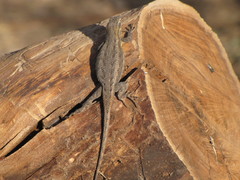 Sceloporus edbelli