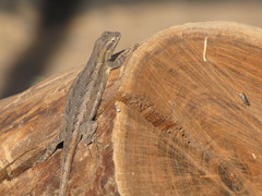 Sceloporus edbelli
