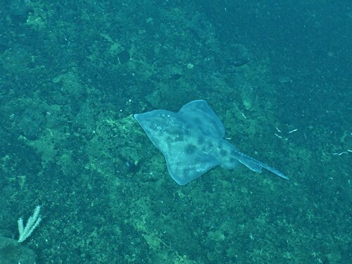 Broad skate (Amblyraja badia) — Rajidae — 5