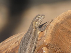 Sceloporus edbelli