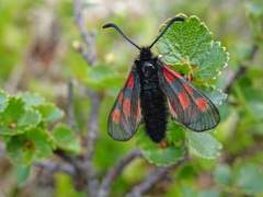 Zygaena exulans