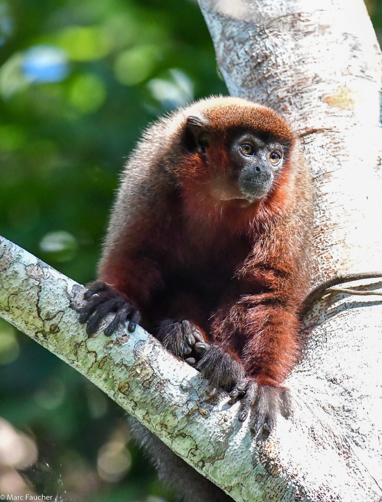 Toppin's Titi Monkey