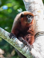 Toppin's Titi Monkey photo 1