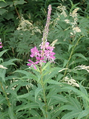 Chamaenerion angustifolium