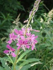 Chamaenerion angustifolium