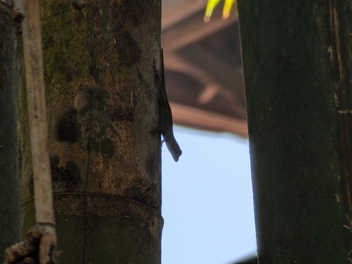 Bark Anole