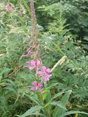 Chamaenerion angustifolium