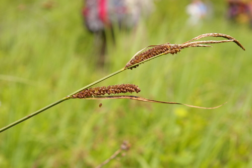 Image of Carex haydenii by no rights reserved
