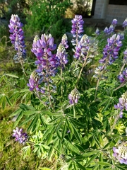 Lupinus elegans
