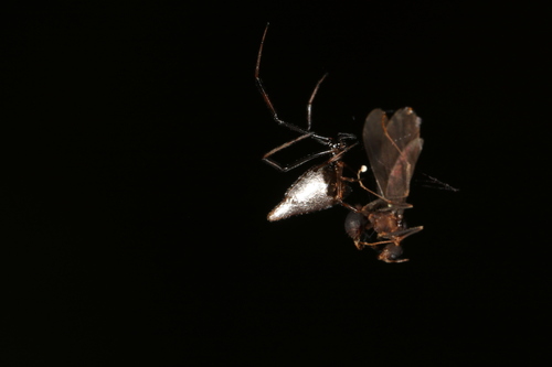 American Dewdrop Spider photo 2
