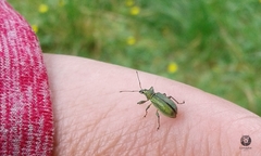 Phyllobius arborator