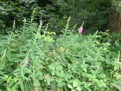 Chamaenerion angustifolium