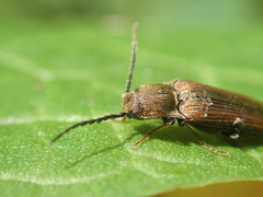 Campylomorphus serricornis