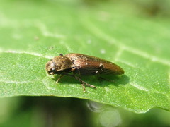 Campylomorphus serricornis