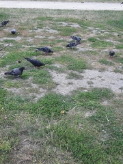 Columba livia domestica