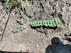 Euphorbia umbellulata