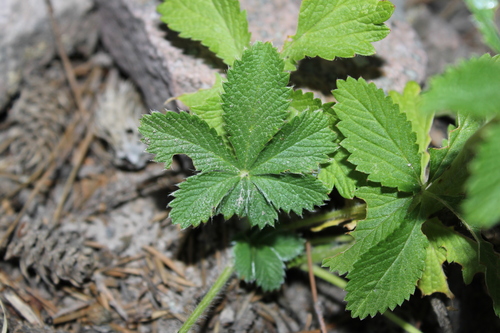 Image of Potentilla thurberi by (c) Rodolfo Maximiliano Gutiérrez-Sánchez, some rights reserved (CC BY)