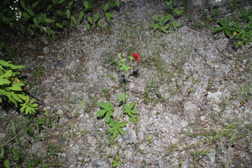 Image of Potentilla thurberi by (c) Rodolfo Maximiliano Gutiérrez-Sánchez, some rights reserved (CC BY)