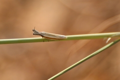 Pleurota aristella