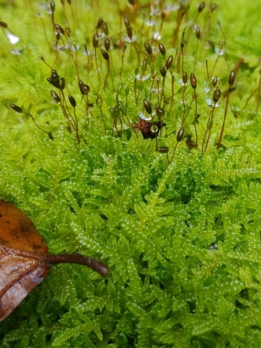Image of Hypnum andoi by (c) marius, some rights reserved (CC BY)