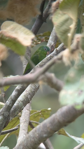 Manu Parrotlet (Nannopsittaca dachilleae), photo 4