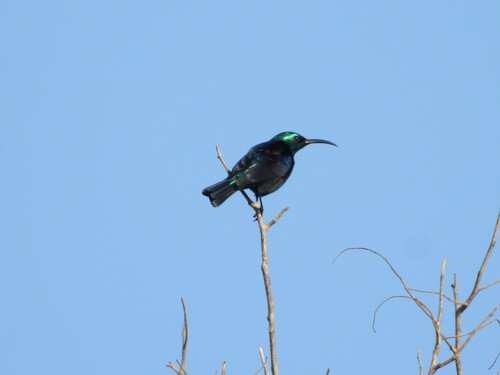 Malagasy Green Sunbird (Cinnyris notatus), photo 7