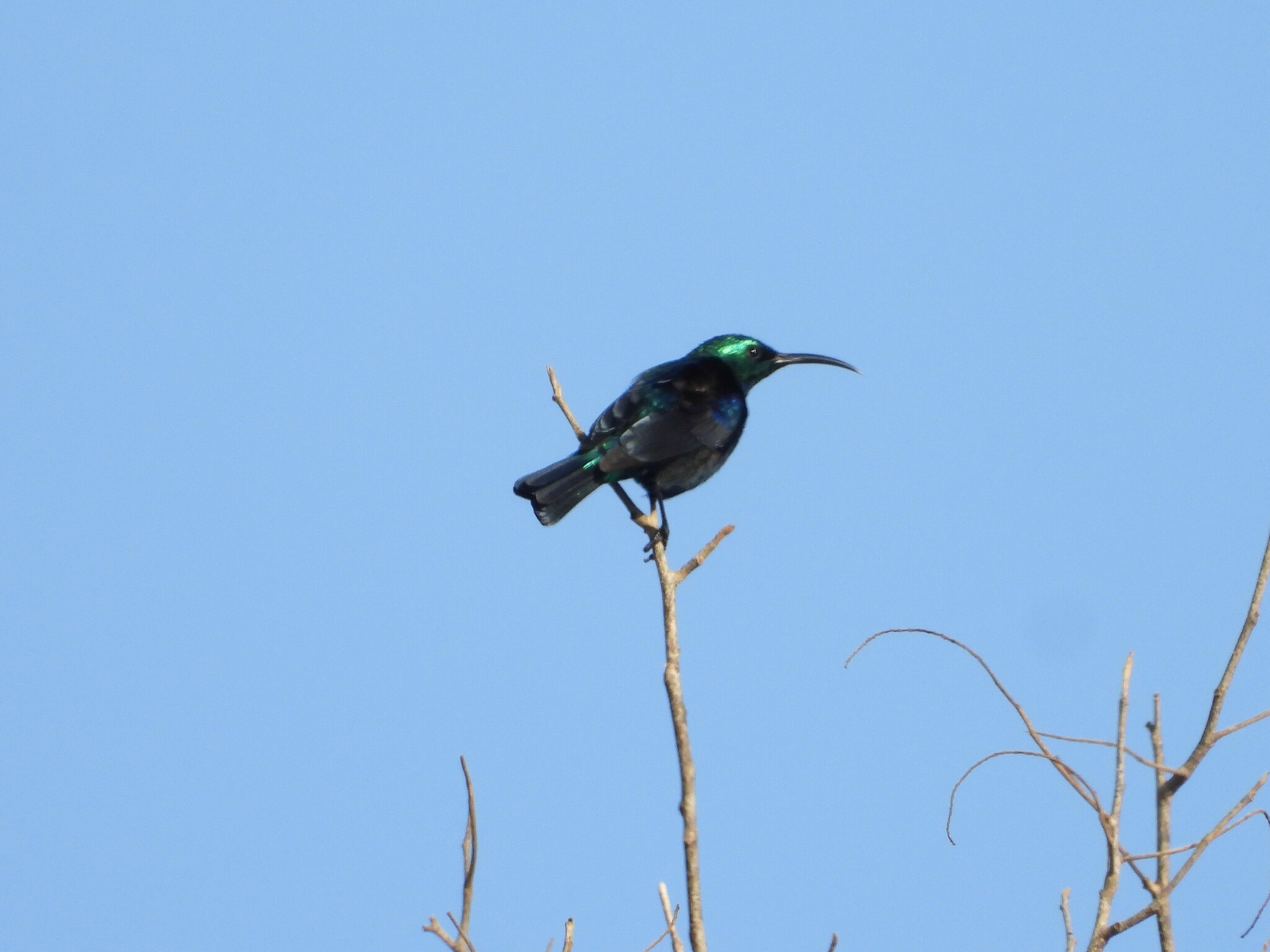 Malagasy Green Sunbird (Cinnyris notatus), photo 7