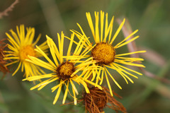 Inula helenium