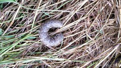 Proserpinus proserpina