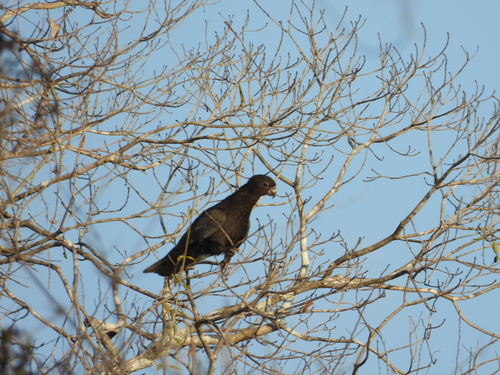 Lesser Vasa Parrot (Coracopsis nigra), photo 4