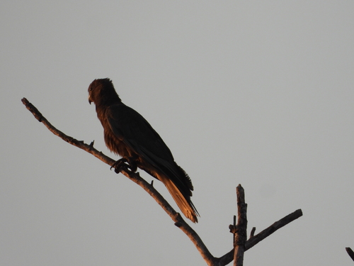 Lesser Vasa Parrot (Coracopsis nigra), photo 5