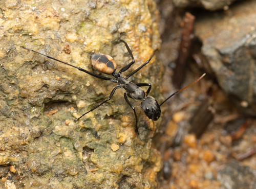 Camponotus banghaasiCamponotus banghaasi