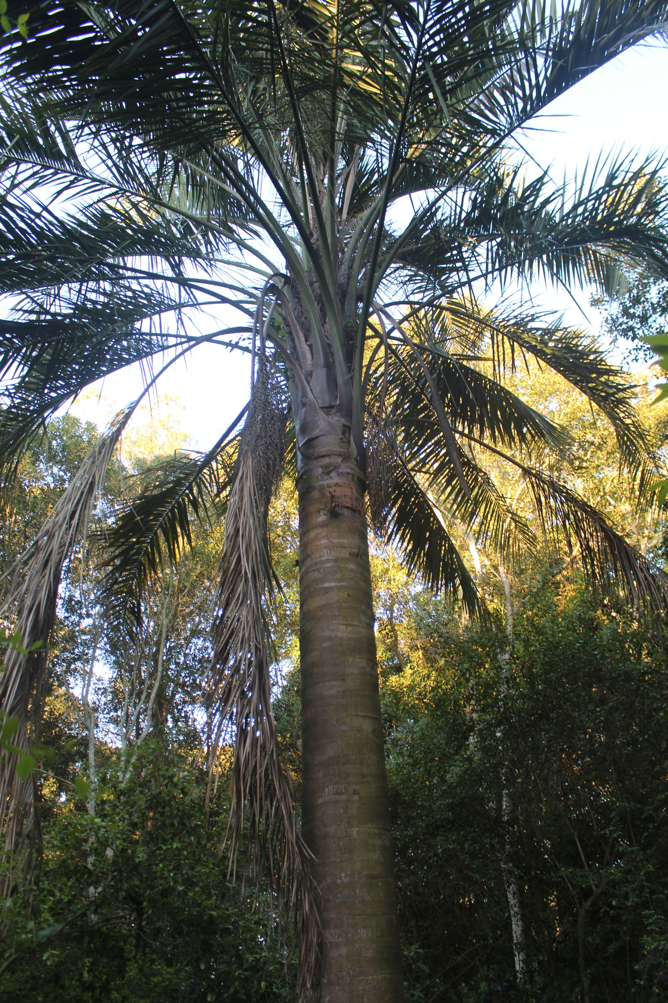 Mule palm