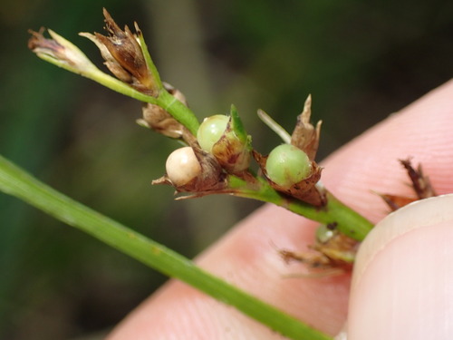 Scleria gaertneri