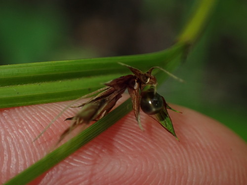 Scleria gaertneri
