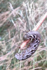 Proserpinus proserpina