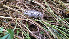 Proserpinus proserpina