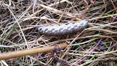 Proserpinus proserpina