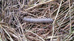 Proserpinus proserpina