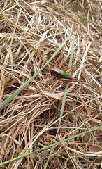 Zeuneriana abbreviata