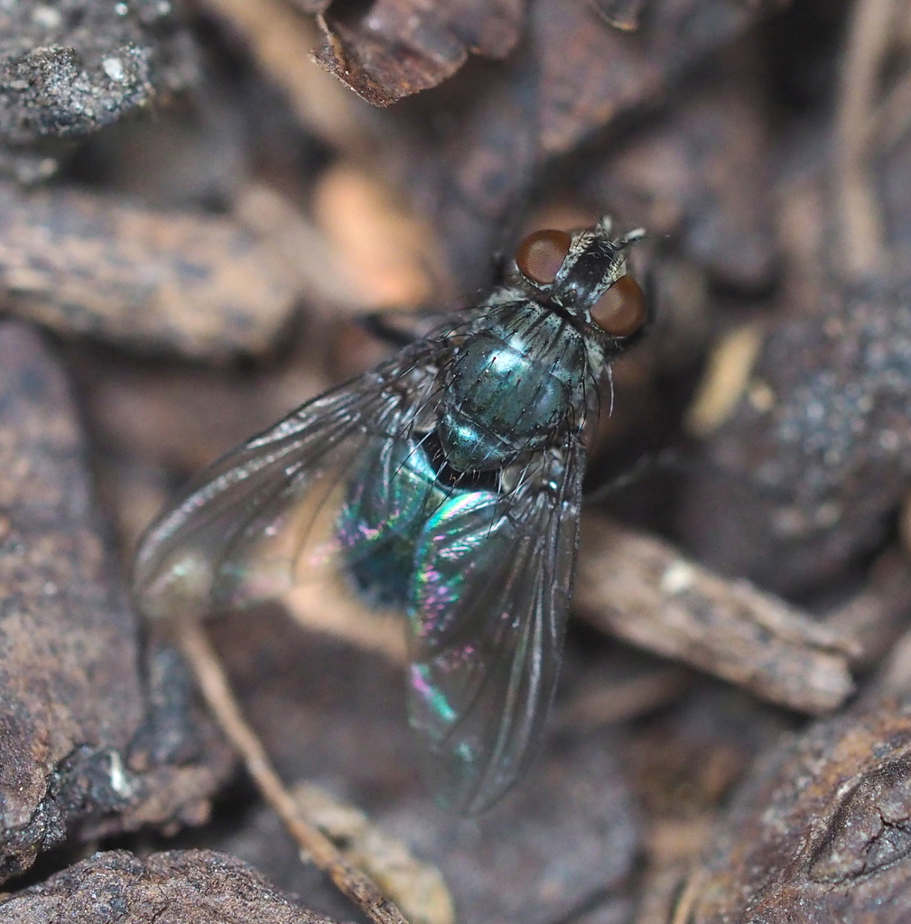Bayer's Emerald-bottle