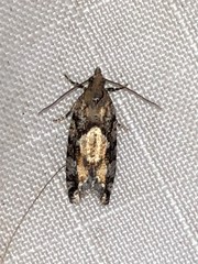 Zeiraphera canadensis