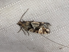 Zeiraphera canadensis