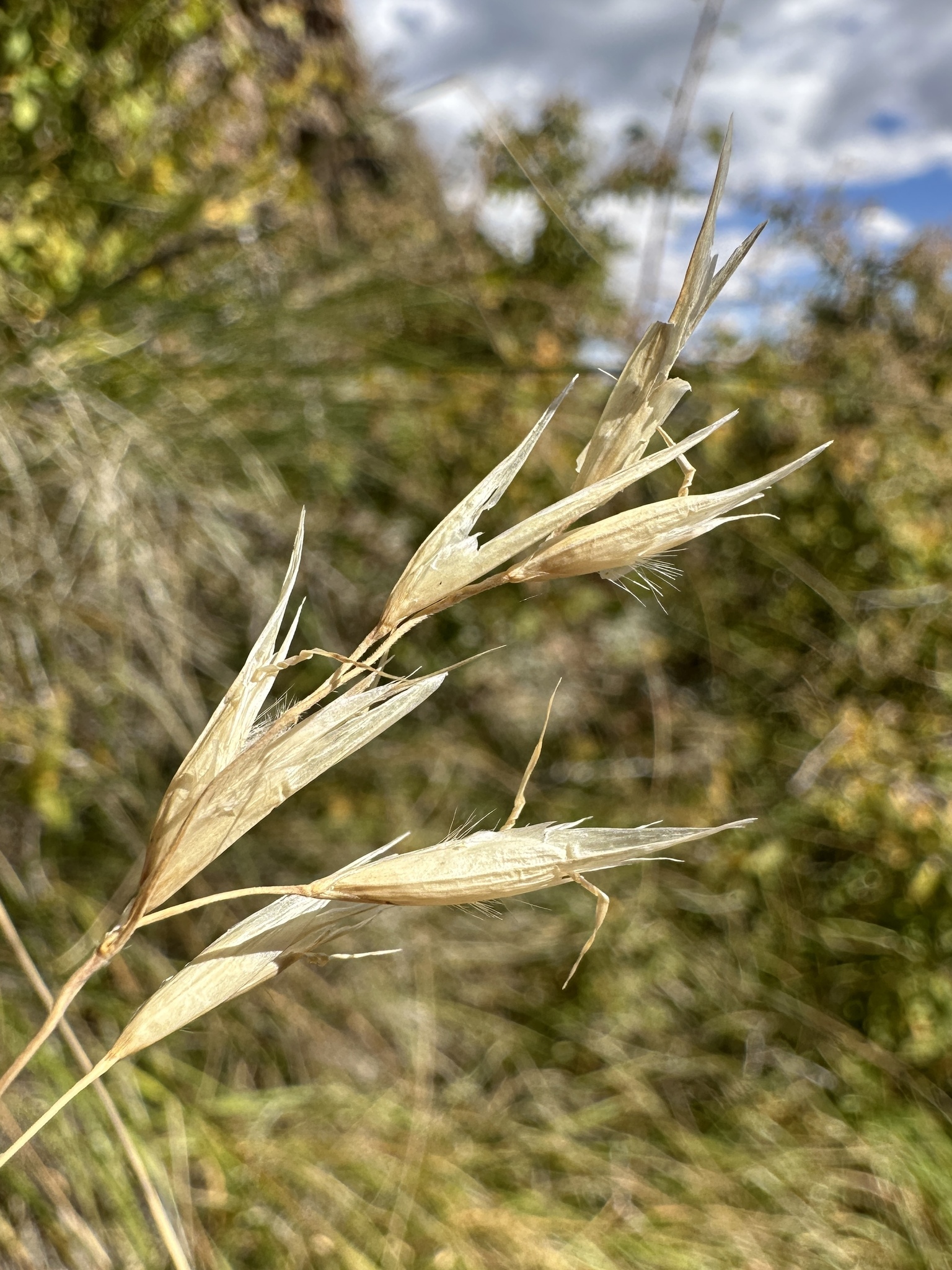 Danthonia parryi