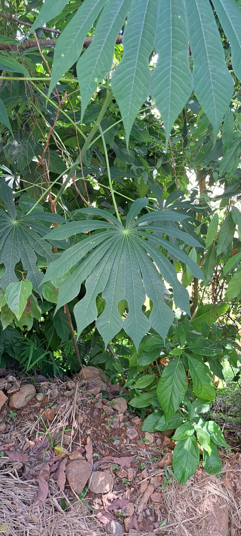 Manihot grahamii