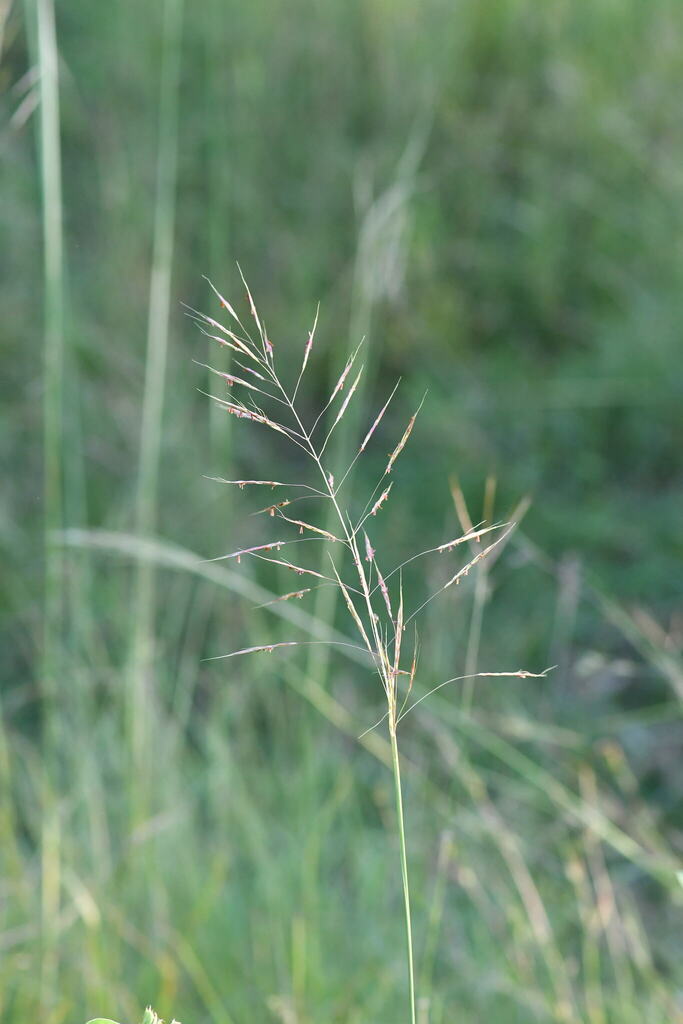 Chrysopogon lawsonii