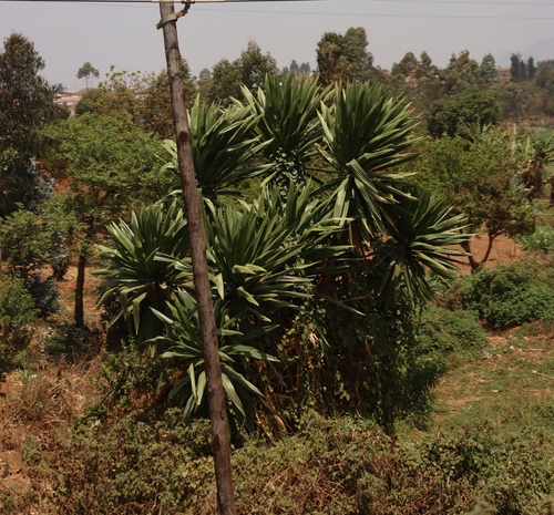 Dracaena steudneri, photograph 1